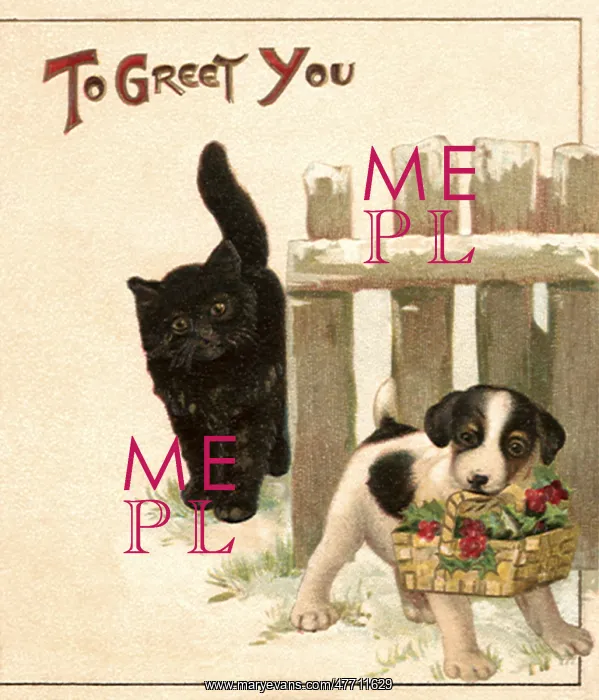  : Cat and Puppy with Holly