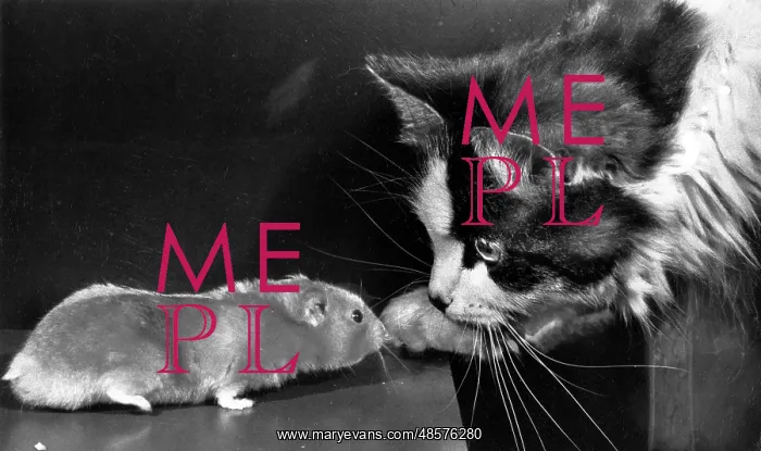  : Cat and rat