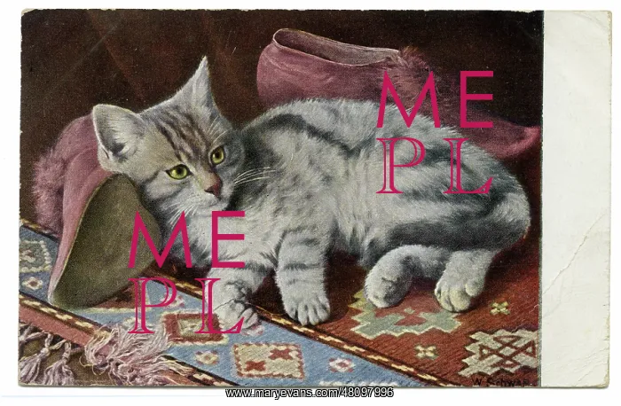  : Cat relaxing on a patterned carpet