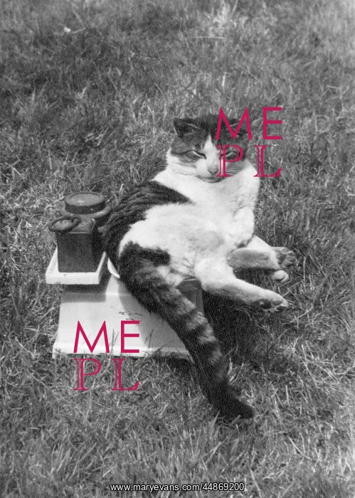 : CAT ON THE SCALES : CAT ON THE SCALES