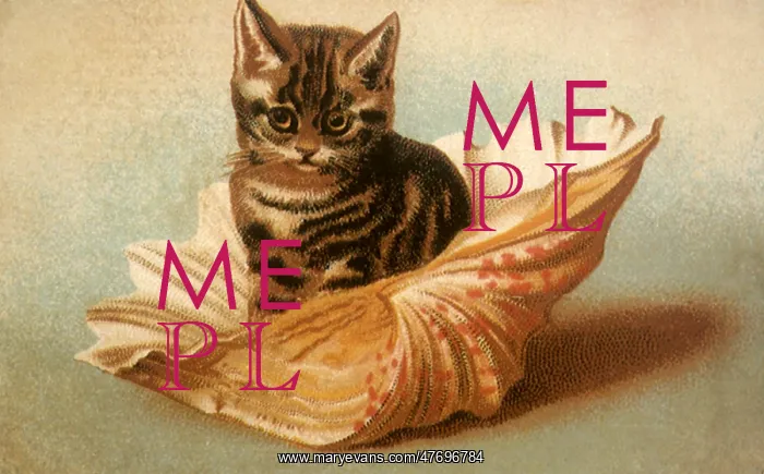  : Cat in Seashell