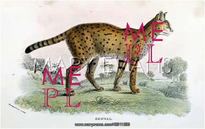  : CAT  /  SERVAL C1860