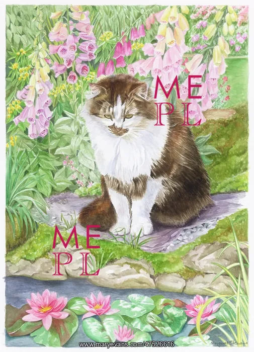 : Cat sitting by a pool with waterlilies : Cat sitting by a pool with waterlilies