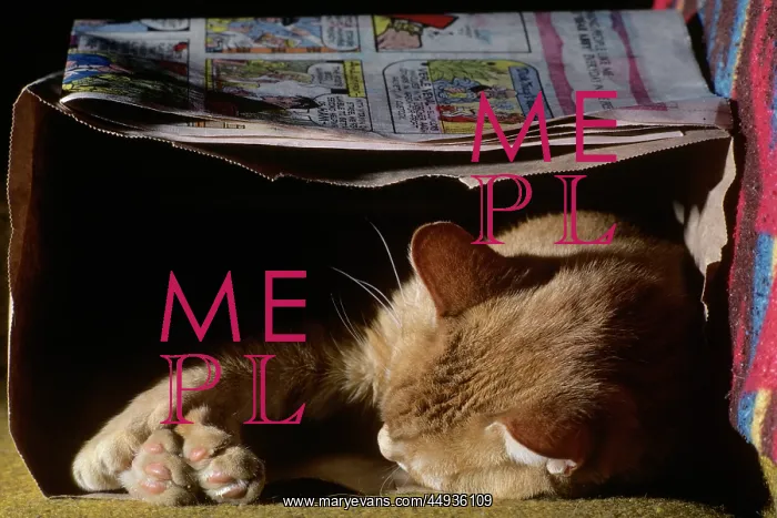 : Cat Sleeping in a Brown Paper Bag with Just Head : Cat Sleeping in a Brown Paper Bag with Just Head