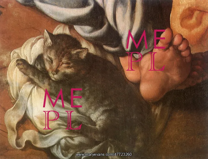  : Cat sleeping next to Feet