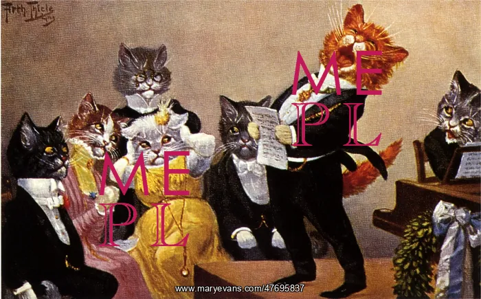 : Cat Soloist : Cat Soloist