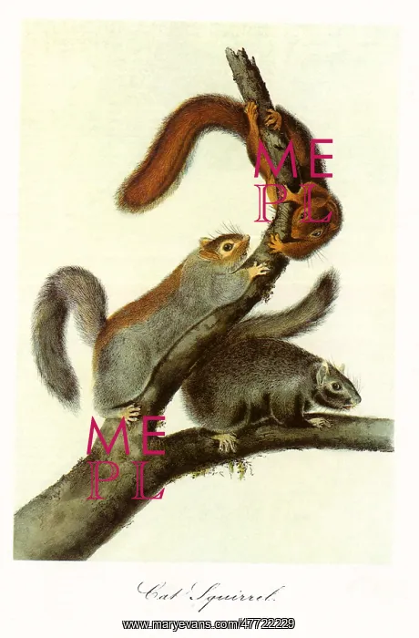 : Cat Squirrels : Cat Squirrels