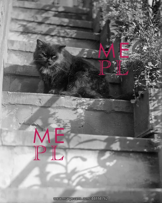  : CAT ON THE STEPS