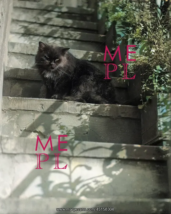 : CAT ON THE STEPS : CAT ON THE STEPS