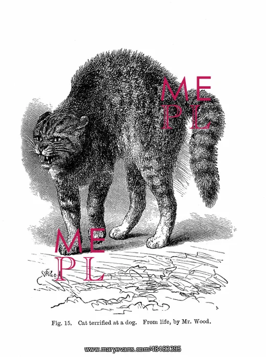 : Cat terrified by a dog. From Charles Darwin The : Cat terrified by a dog. From Charles Darwin The