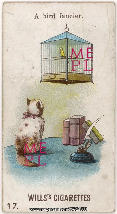 : CAT WATCHES CAGED BIRD : CAT WATCHES CAGED BIRD