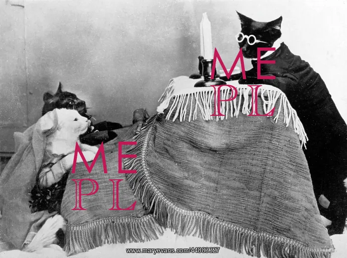 : CAT WEDDING : CAT WEDDING