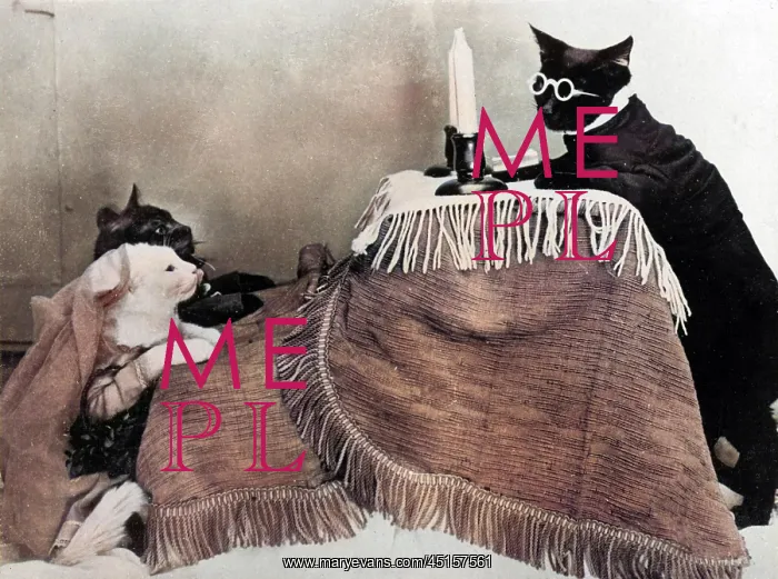 : CAT WEDDING : CAT WEDDING
