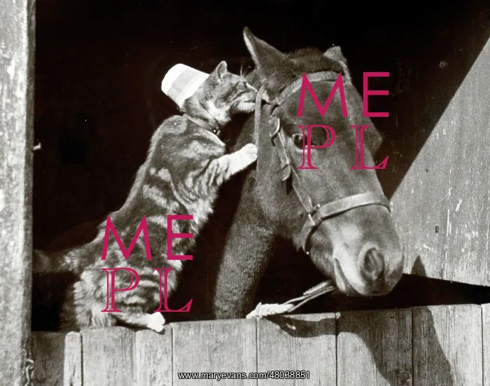 : Cat whispering to mule : Cat whispering to mule