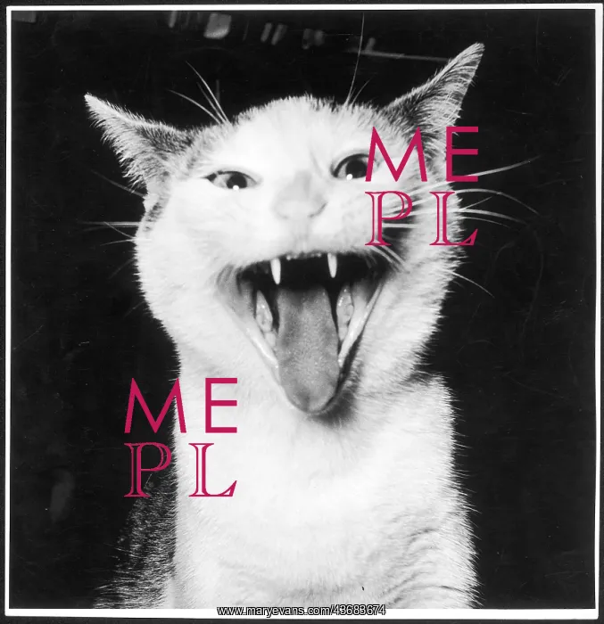 : Cat yawning or yowling : Cat yawning or yowling