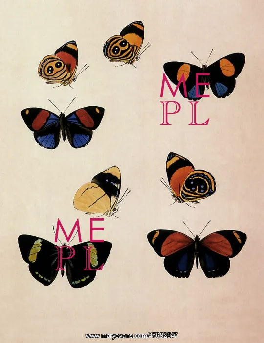 : Catagramma Butterflies : Catagramma Butterflies