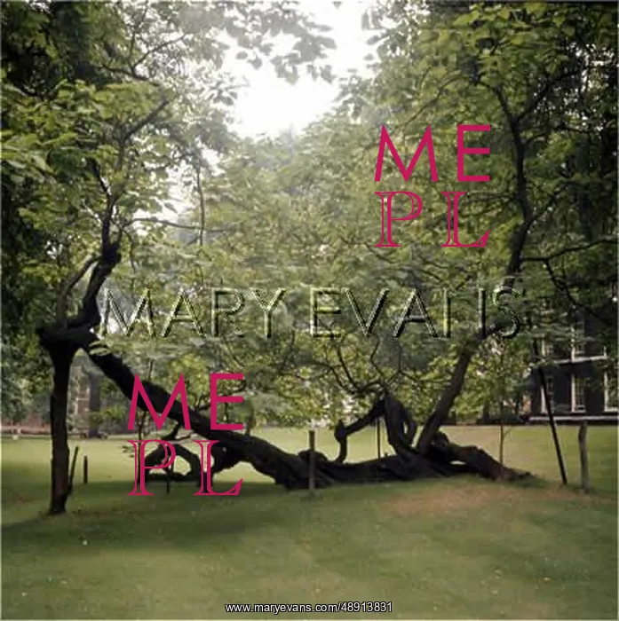 : CATALPA TREES : CATALPA TREES