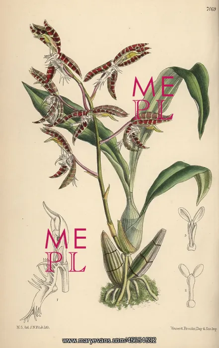 : Catasetum garnettianum, orchid native to the Amazon river : Catasetum garnettianum, orchid native to the Amazon river
