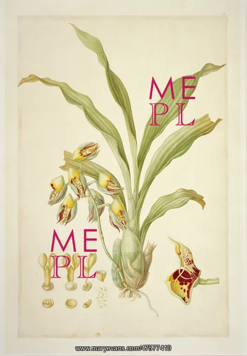 : Catasetum macrocarpum, monkshead orchid : Catasetum macrocarpum, monkshead orchid