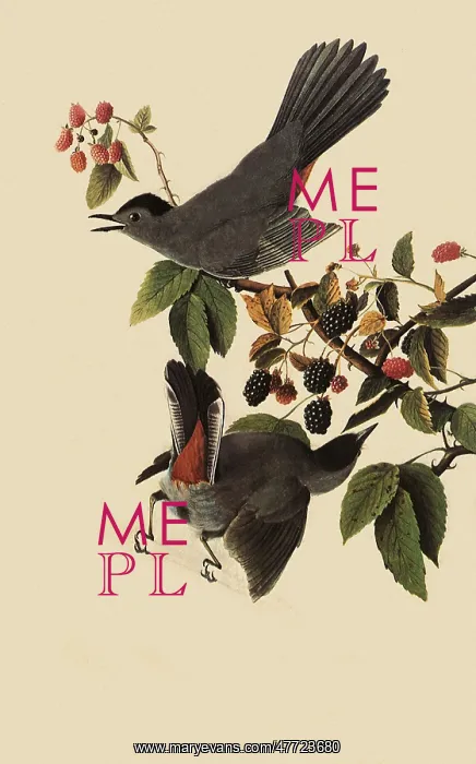  : Catbird, Dumetella carolinensis