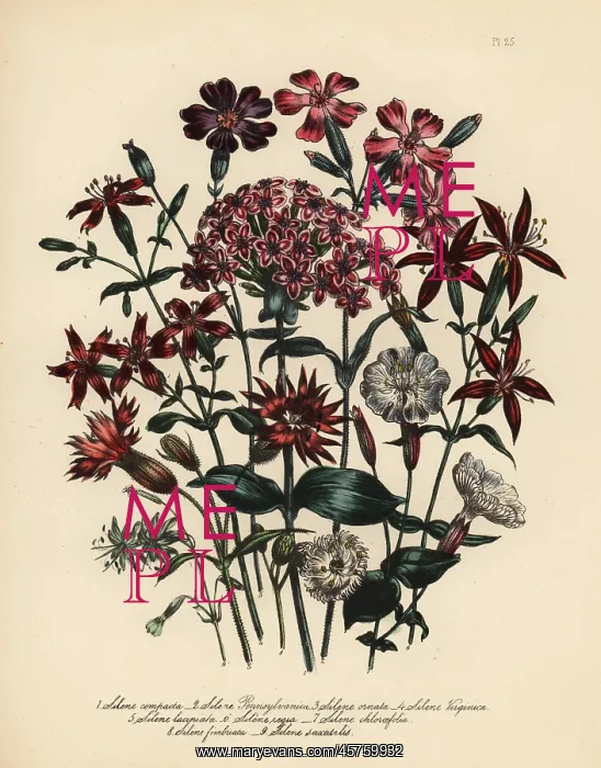 : Catchfly or Silene species : Catchfly or Silene species