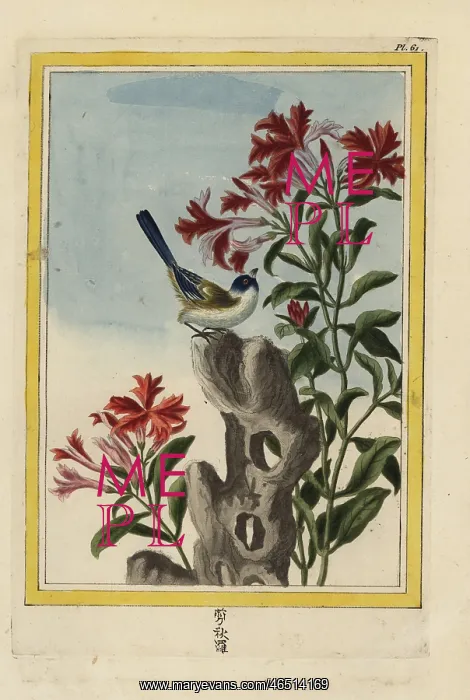 : Catchfly species, Lychnis senno : Catchfly species, Lychnis senno