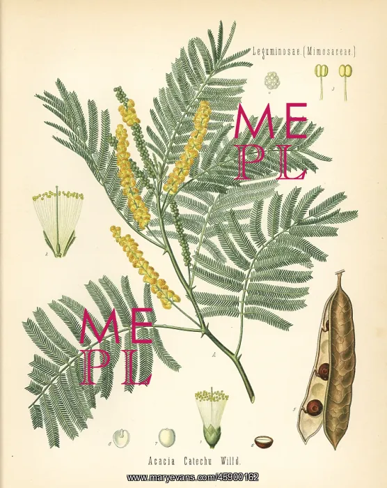 : Catechu or black cutch, Acacia catechu : Catechu or black cutch, Acacia catechu