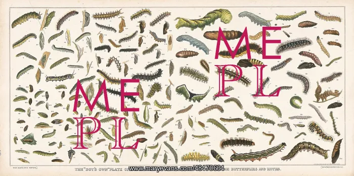 : Caterpillar specimens : Caterpillar specimens