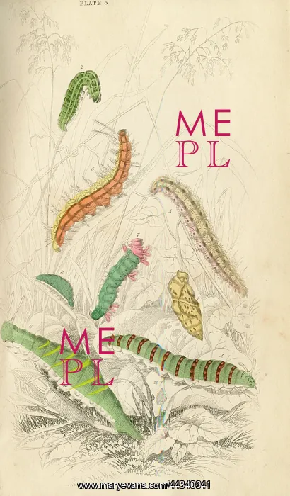  : Caterpillars