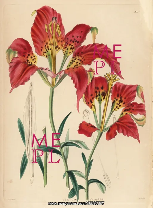 : Catesby's lily, Lilium catesbaei : Catesby's lily, Lilium catesbaei
