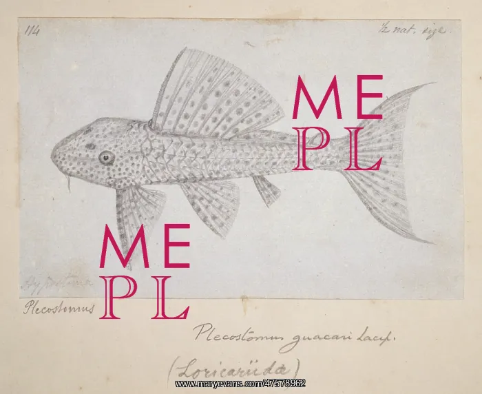: Catfish. Drawing no 114 by Alfred Russel Wallace : Catfish. Drawing no 114 by Alfred Russel Wallace