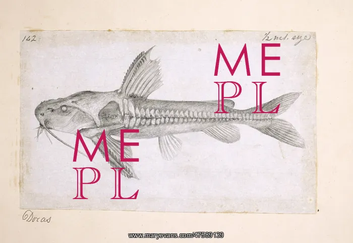  : Catfish. Pencil sketch by Alfred Russel Wallace