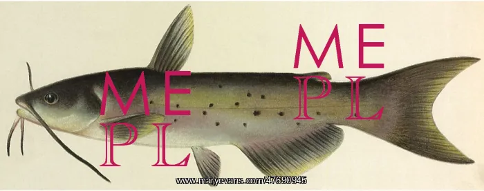  : Catfish