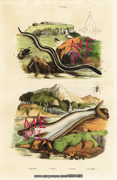 : Catfish, dwarf siren, wasp and beetle : Catfish, dwarf siren, wasp and beetle