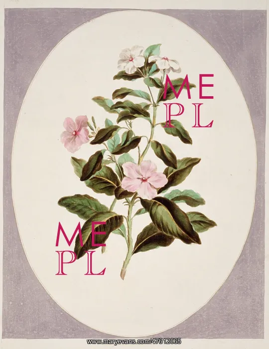 : Catharanthus roseus, madagascan periwinkle : Catharanthus roseus, madagascan periwinkle