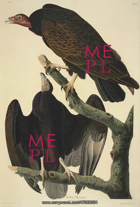 : Cathartes aura, turkey vulture : Cathartes aura, turkey vulture