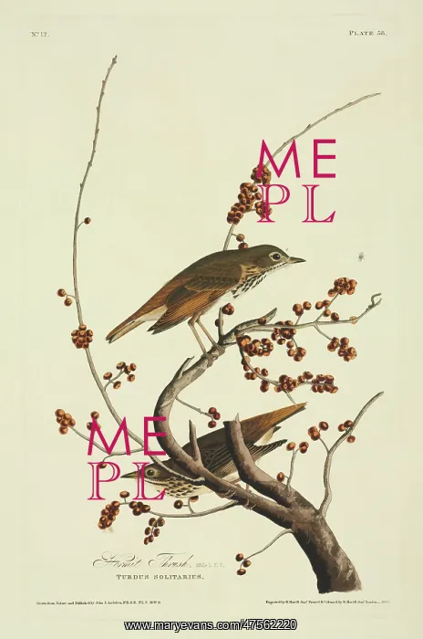 : Catharus guttatus, hermit thrush : Catharus guttatus, hermit thrush