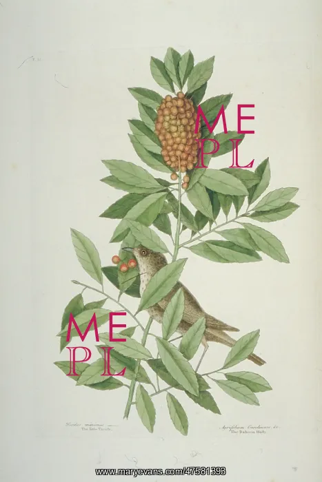 : Catharus minimus, grey-cheeked thrush : Catharus minimus, grey-cheeked thrush
