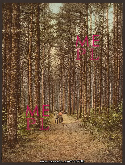 : Cathedral Woods, Intervale, White Mountains : Cathedral Woods, Intervale, White Mountains