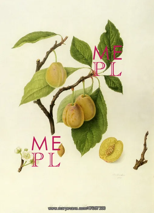  : Catherine Plums