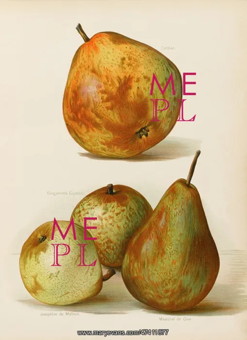  : PEARS. Catillac Josephine de Maines Marechal de Cour