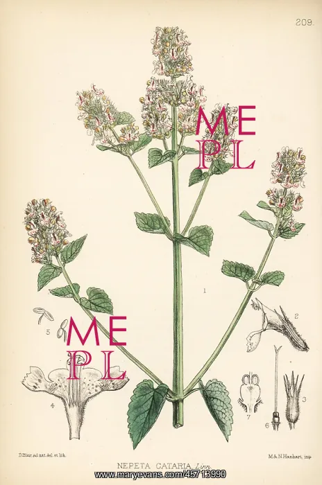 : Catmint or catnip, Nepeta cataria : Catmint or catnip, Nepeta cataria