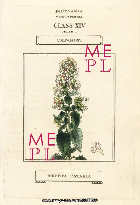 : Catmint or catnip, Nepeta cataria : Catmint or catnip, Nepeta cataria