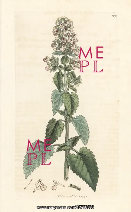 : Catnip, Nepeta cataria : Catnip, Nepeta cataria