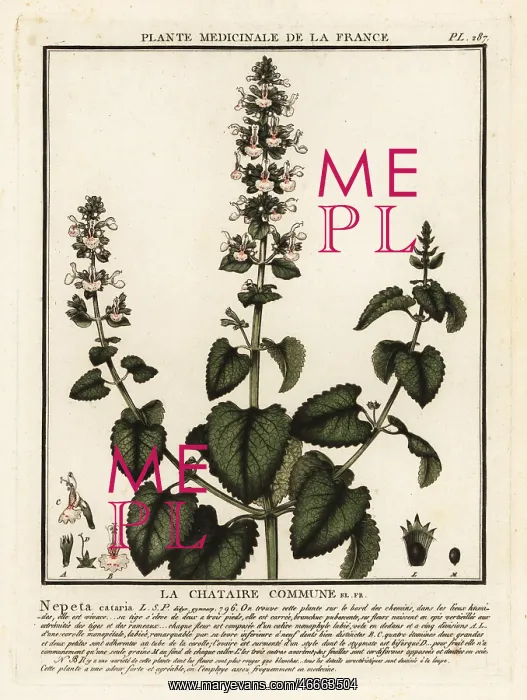 : Catnip, Nepeta cataria : Catnip, Nepeta cataria