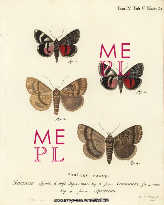 : Catocala coniuncta and Apopestes spectrum moths : Catocala coniuncta and Apopestes spectrum moths