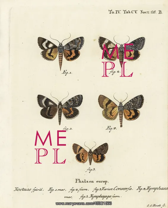 : Catocala conversa, Catocala nymphaea and oak yellow : Catocala conversa, Catocala nymphaea and oak yellow