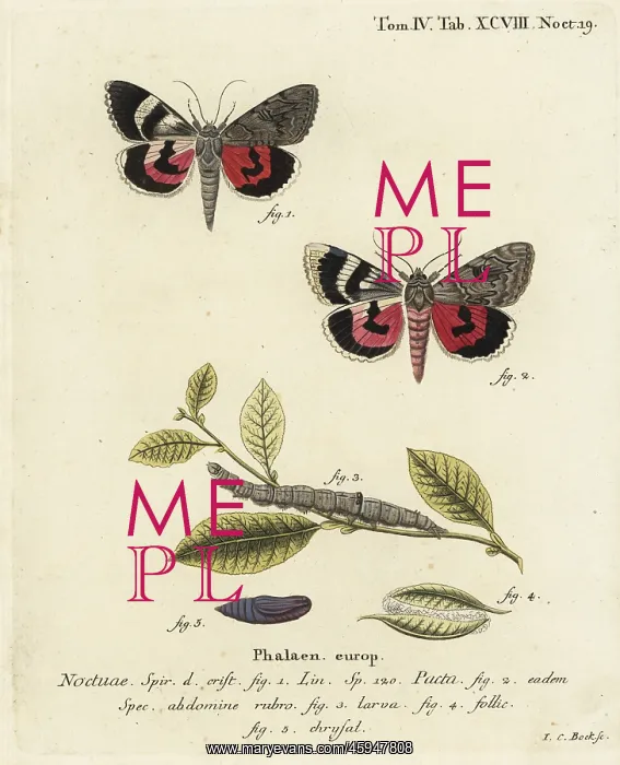 : Catocala pacta moth : Catocala pacta moth