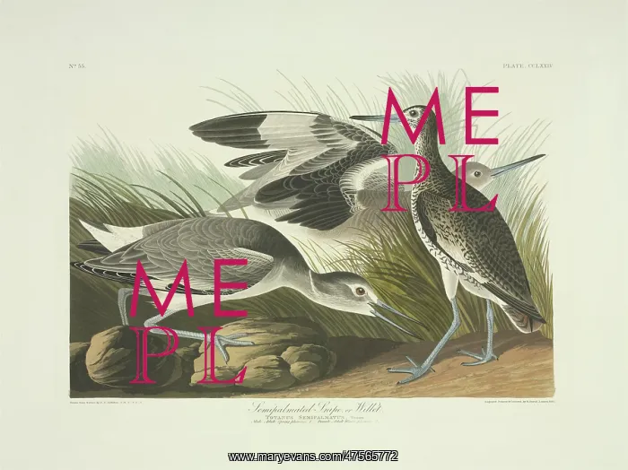 : Catoptrophorus semipalmatus, willet : Catoptrophorus semipalmatus, willet