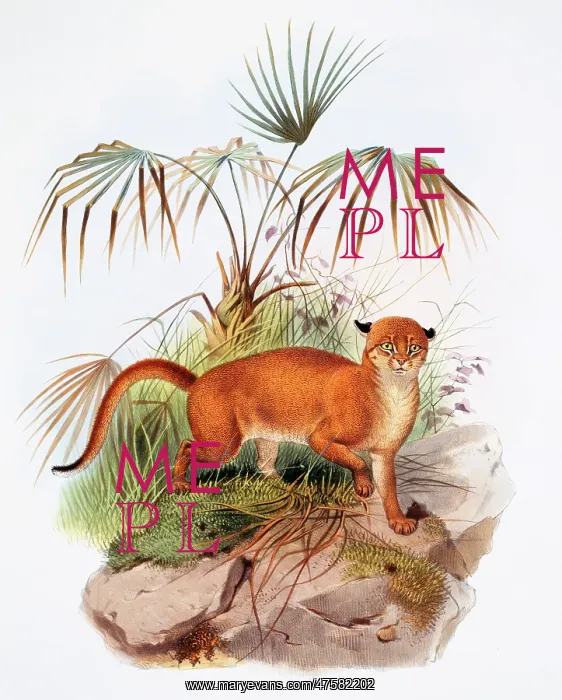 : Catopuma badia, bay cat : Catopuma badia, bay cat